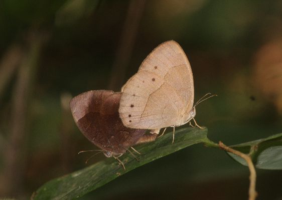 Bicyclus funebris copula